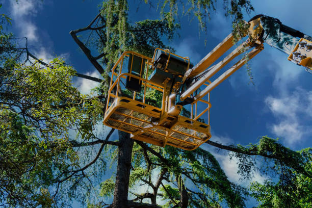 Best Arborist Consultation Services  in Fairmount, TN